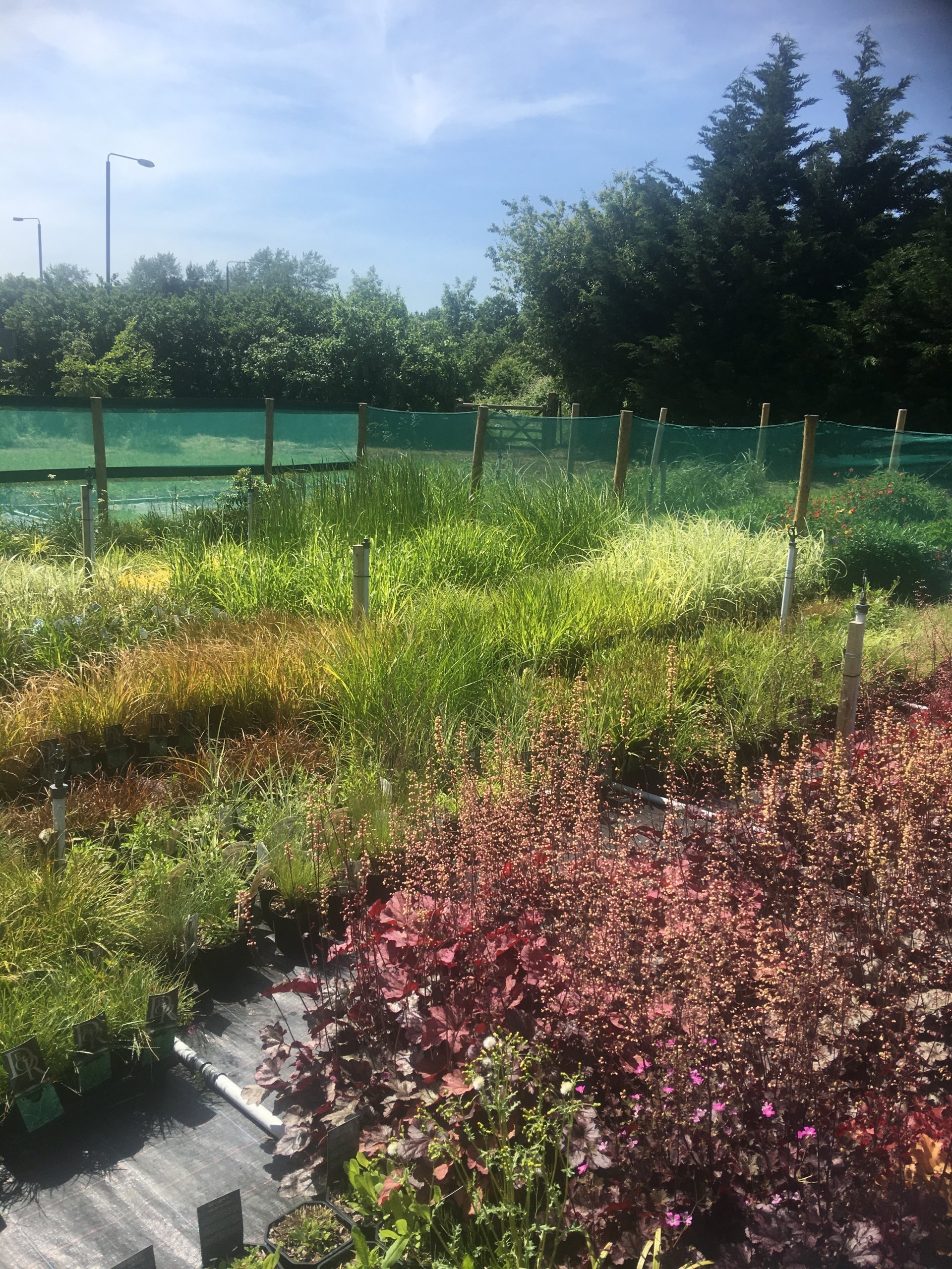 Broadway Road Plants, plant nursery in Evesham