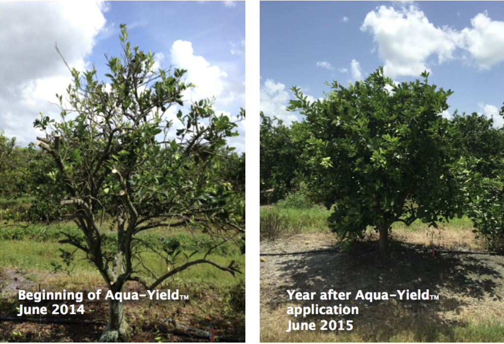 New trials find a correlation between zinc deficiency and citrus fruit drop