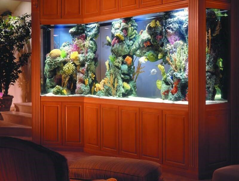 Tropical Fish Store & Aquarium Shop | East Brunswick & Colts Neck, NJ
