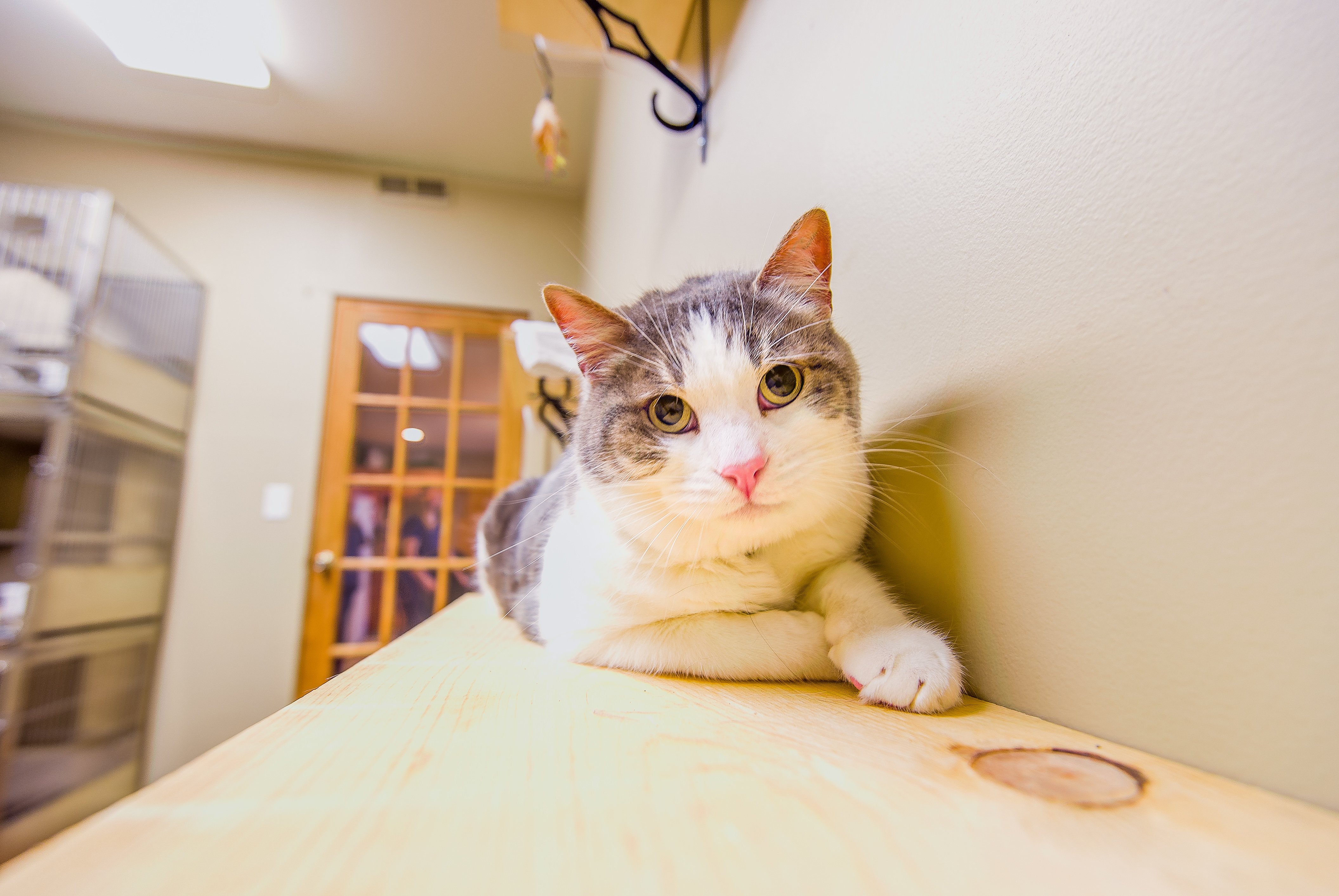 TimberCreek Veterinary Hospital Manhattan, KS Veterinarian