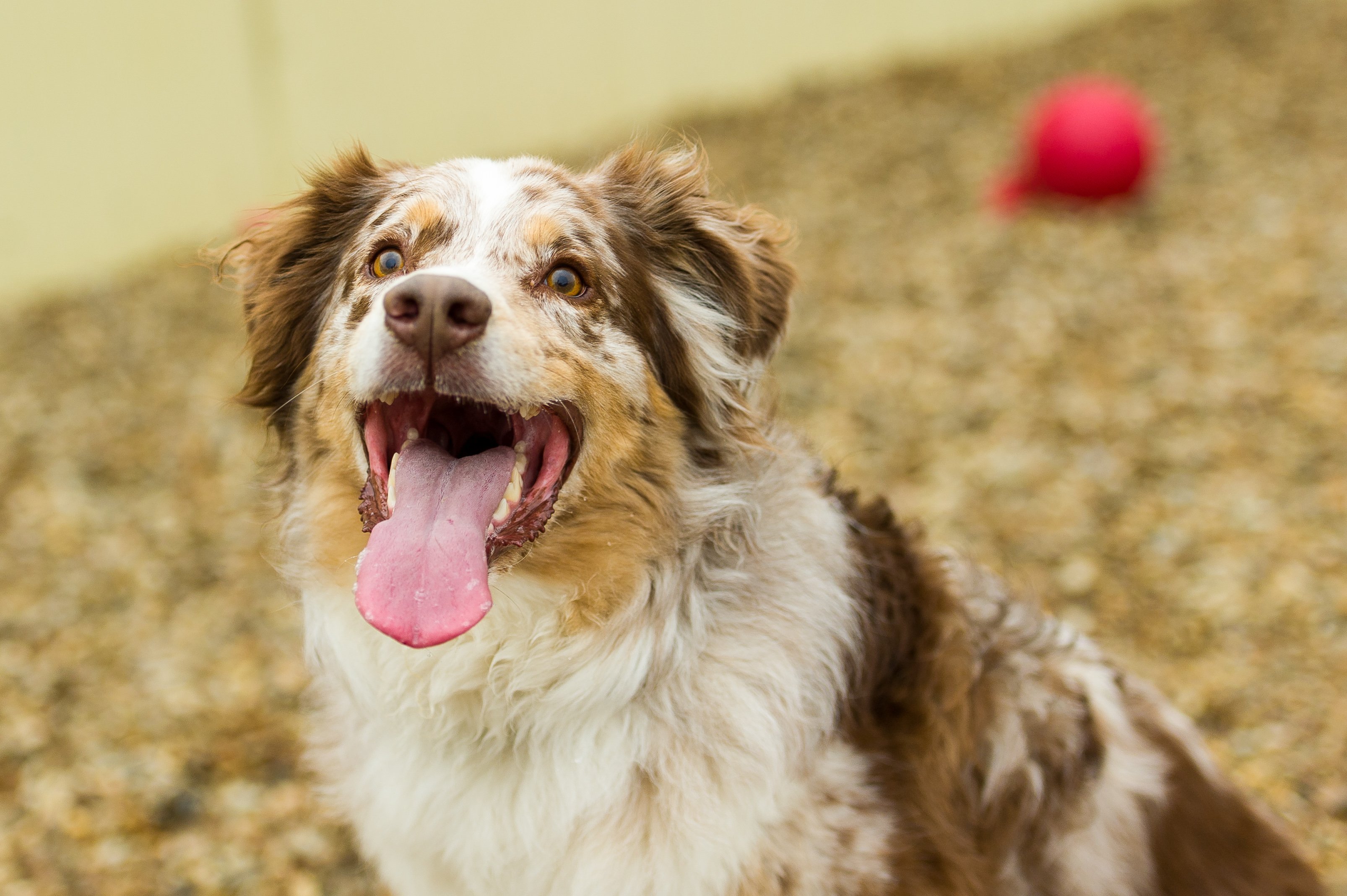 TimberCreek Veterinary Hospital Manhattan, KS Veterinarian