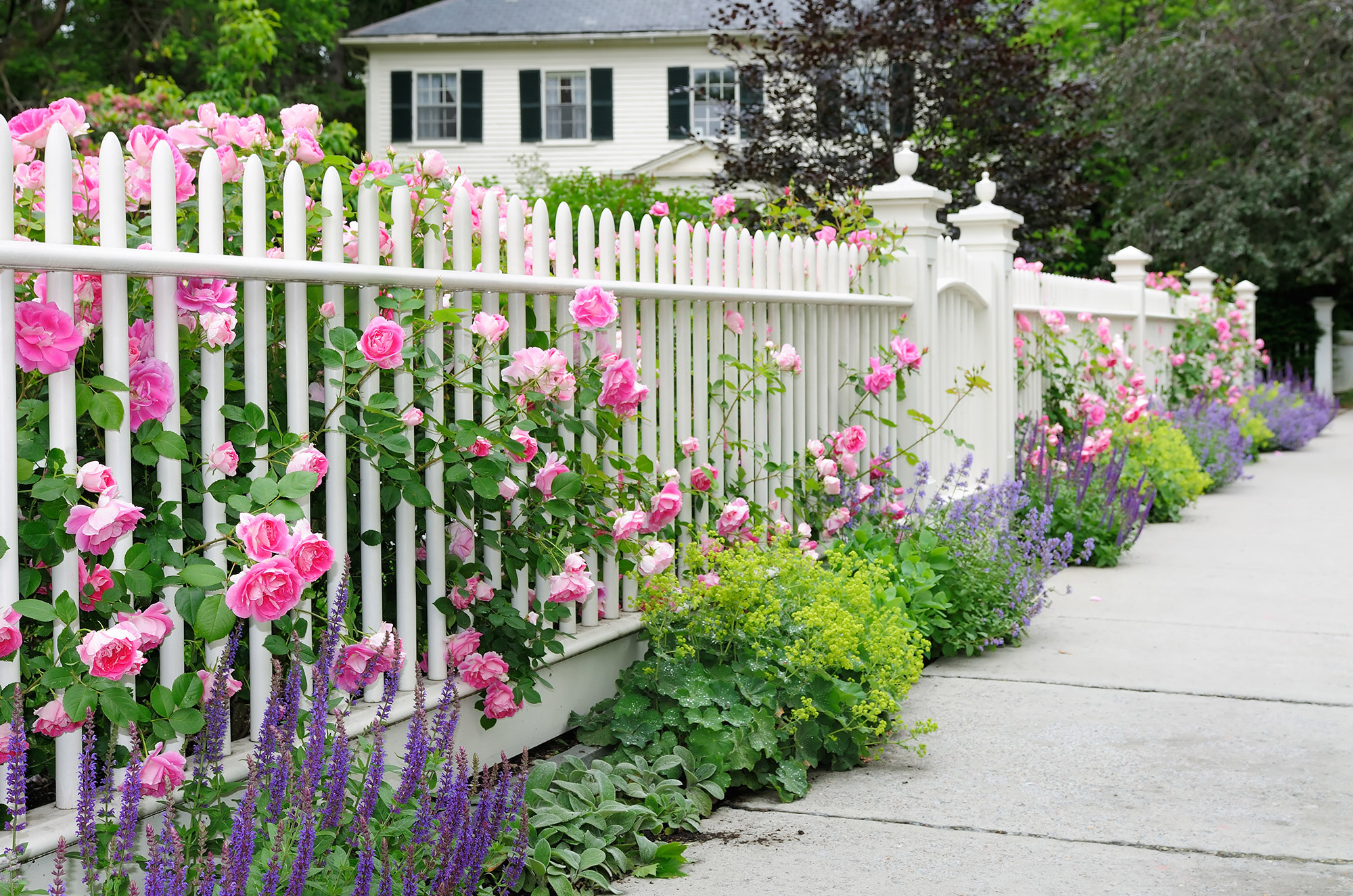 garden fence