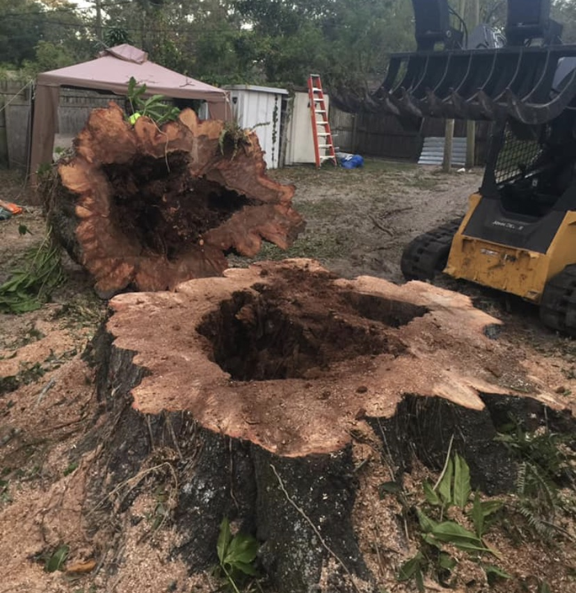 Tree Trimming in St Petersburg, FL | On Demand Tree Service