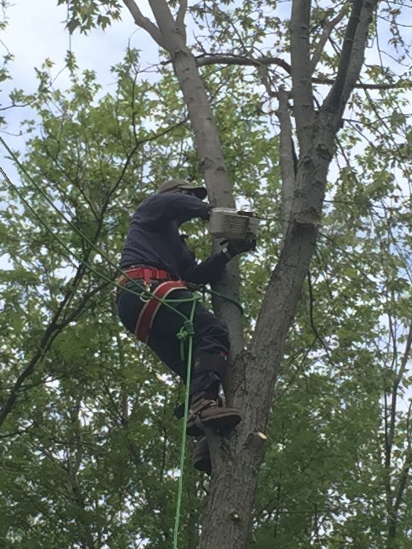 Tree Service Tree Removal Columbus Ohio W.E. Miller