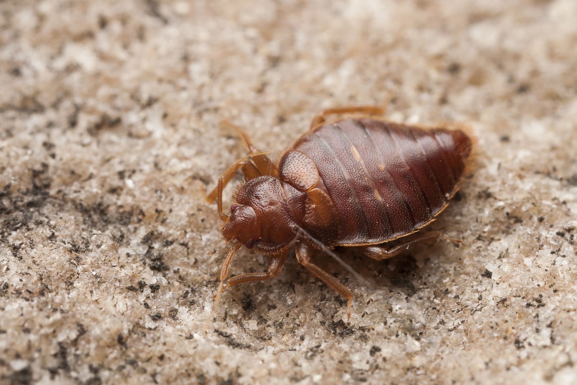 Pest Control Batesville, AR Jackson & Eagle Pest Management, LLC