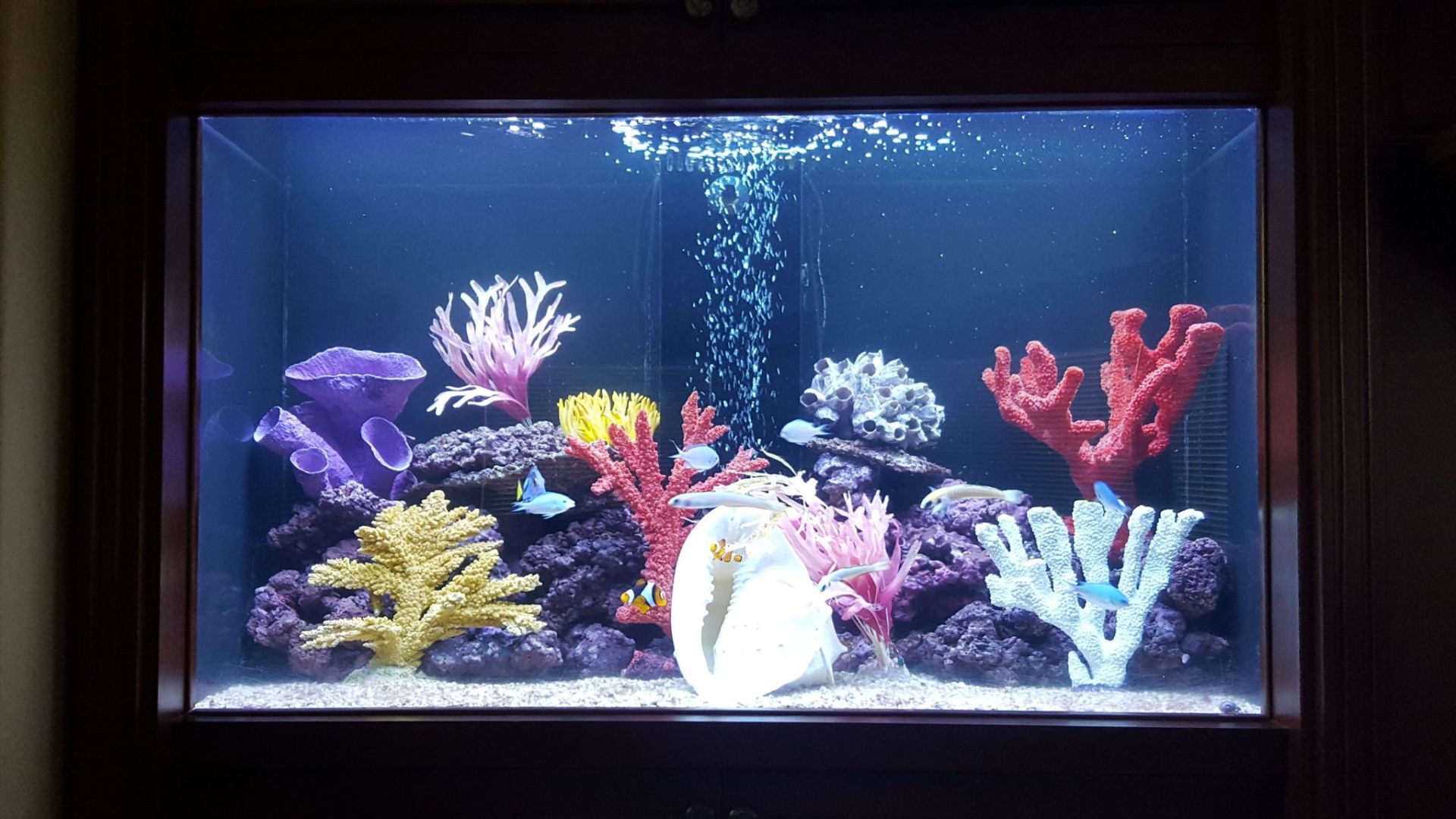 Custom Aquarium Carlsbad, CA Aquaman Aquarium Services