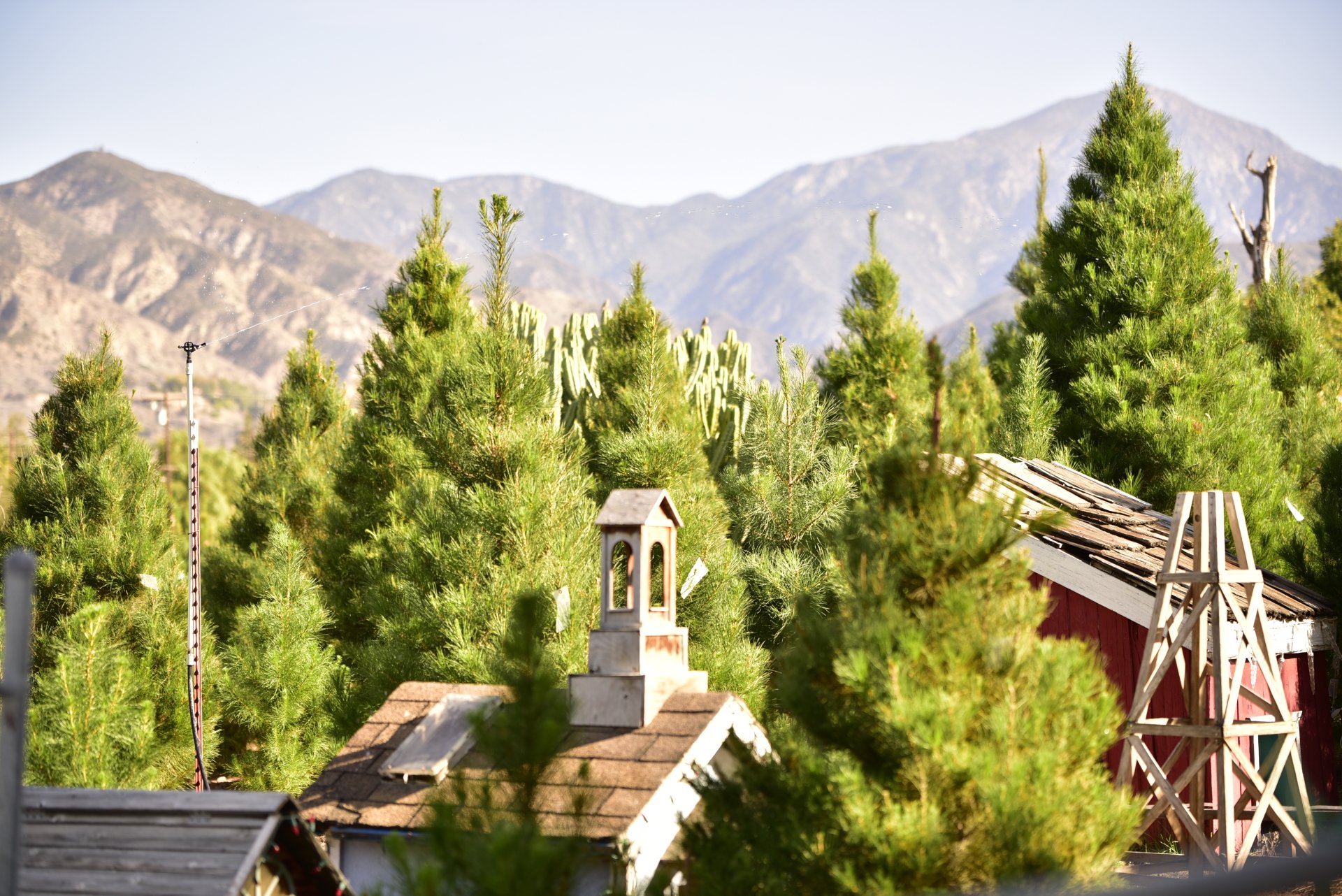 Chistmas Tree Farm Inland Empire Christmas Tree Farms Redlands
