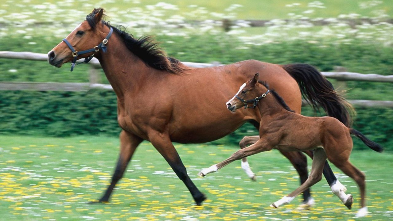 SCF Horse Supplies Horse Nutrition Feed Supplier Horse Food