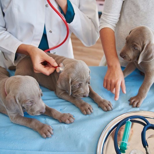 Small Animal Vet Port Augusta Veterinary Services