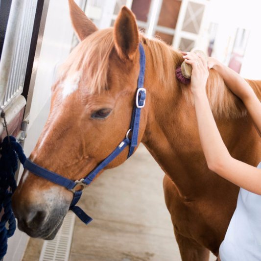 Equine Care Port Augusta Veterinary Services