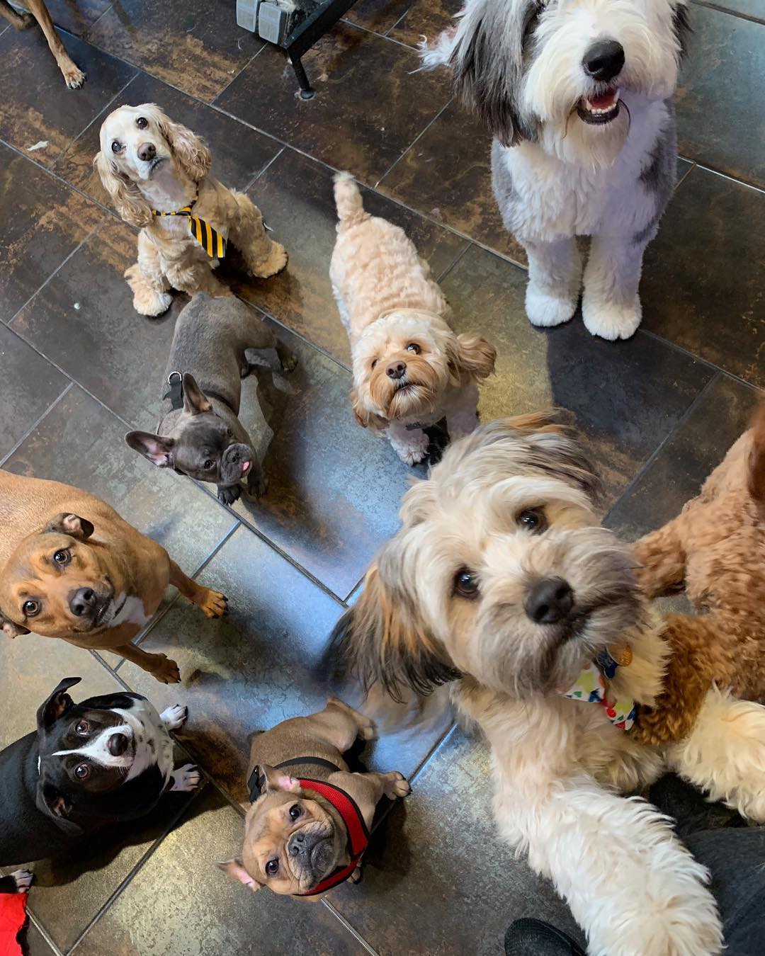 Love My Dawg Resort & Spa | DOG / CAT GROOMING & BOARDING