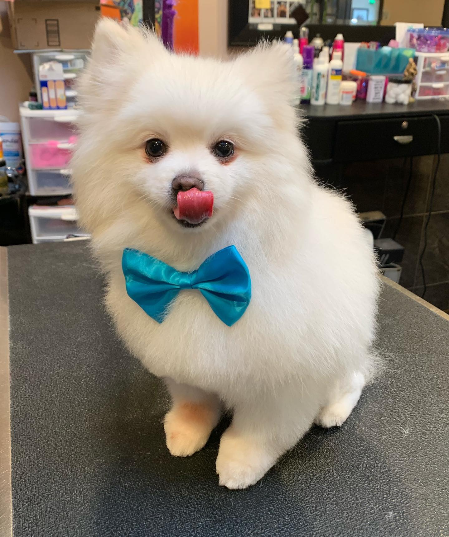 Love My Dawg Resort & Spa | DOG / CAT GROOMING & BOARDING