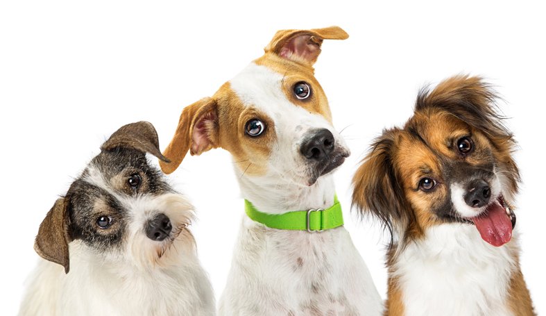 Love My Dawg Resort & Spa | DOG / CAT GROOMING & BOARDING