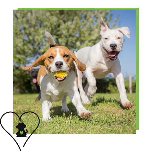 Love My Dawg Resort & Spa | DOG / CAT GROOMING & BOARDING