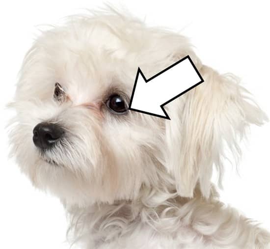Maltese Dog Black Points and Halos