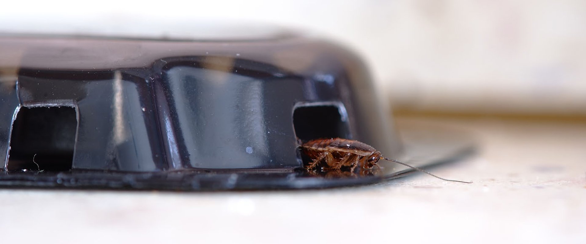 Ant infestation by Acme Pest Control