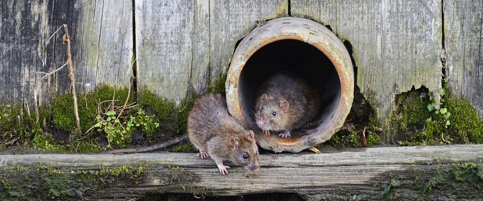 Rat and mouse control by Acme Pest Control