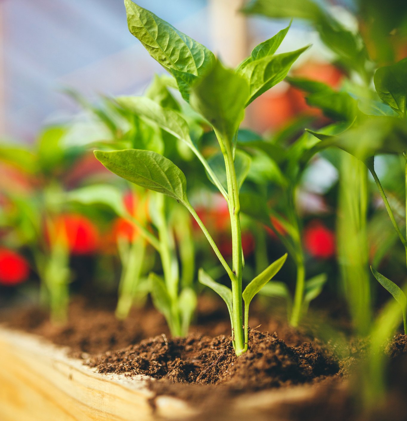 Nursery Wholesale Palm Bay, FL Four C's Nursery