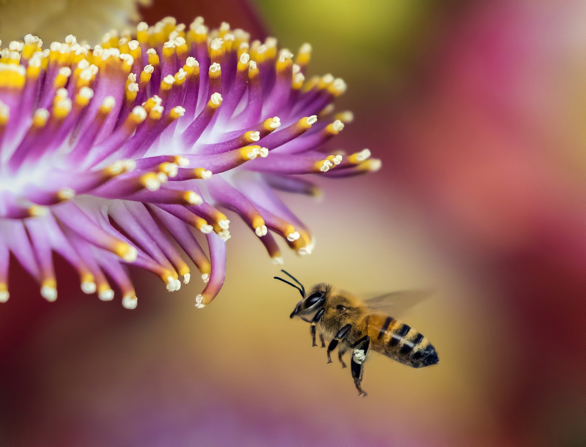 4 Benefits of Bees (and What to do About Their Disadvantages)