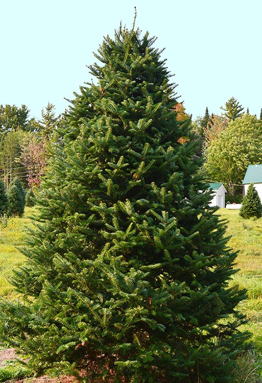 PreCut Christmas Tree Varieties Willey's Christmas Trees