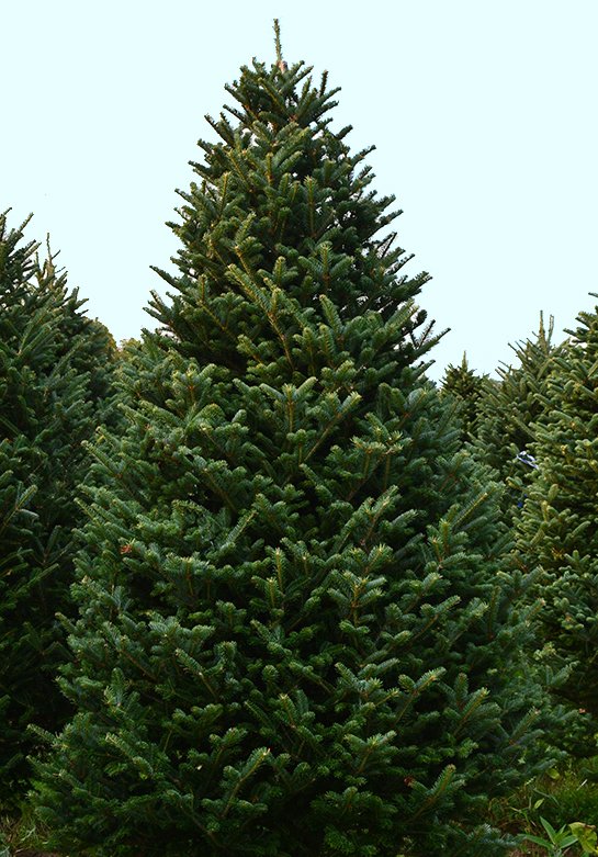 PreCut Christmas Tree Varieties Willey's Christmas Trees