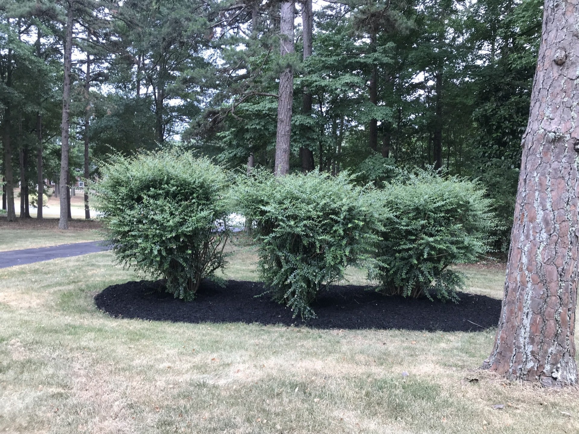 Precision Landscape Design Greenville SC