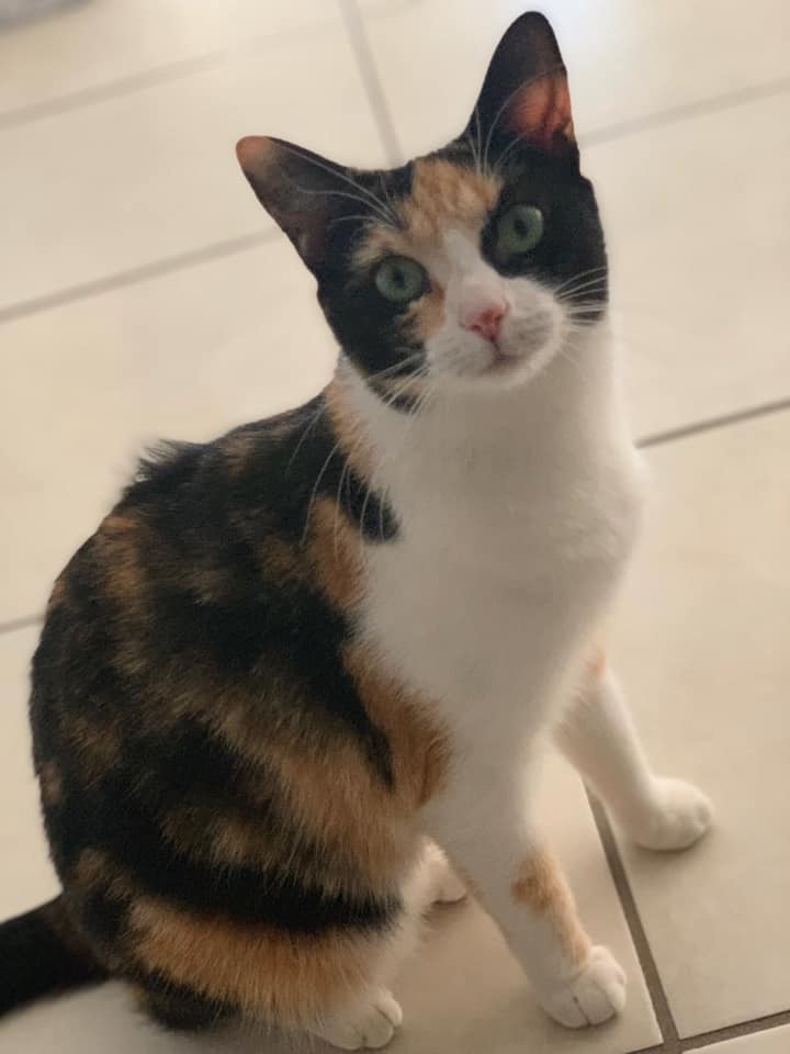 Pet Sitting in Mackay QLD 4740 Happy Tails Paws Pet Minding