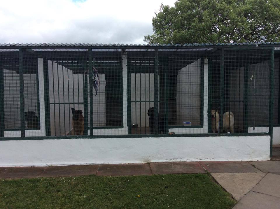 Hawthorn Boarding Kennels and Cattery Services Newcastle 01912363309
