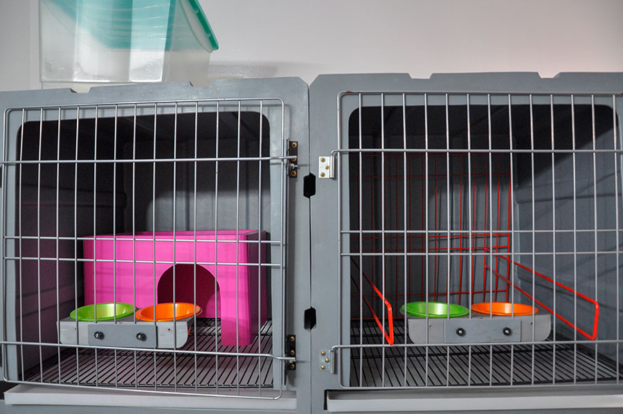 VETERINARIA SIGISMONDI