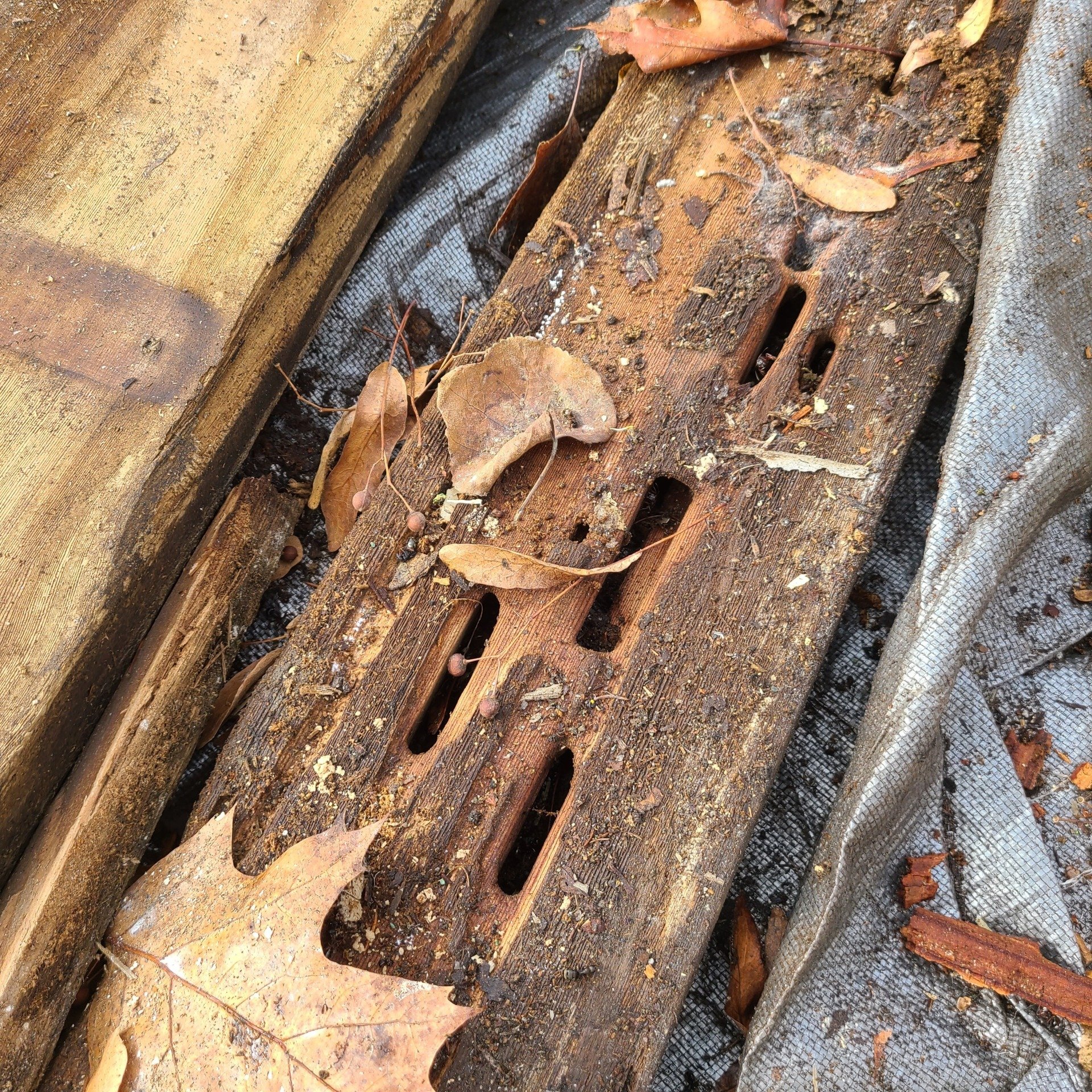 Carpenter Ant Damage