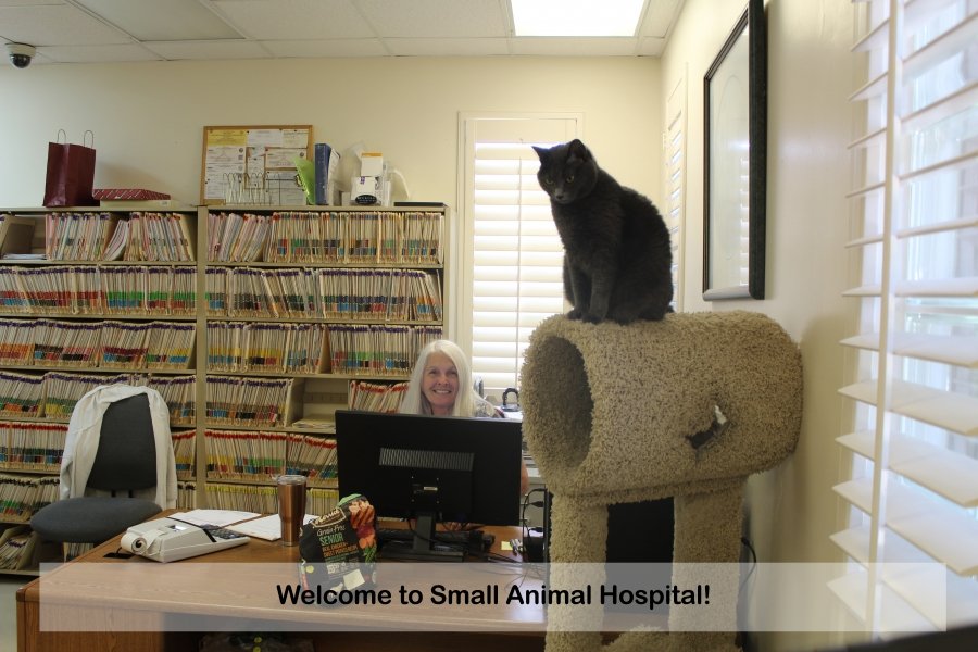Small Animal Hospital