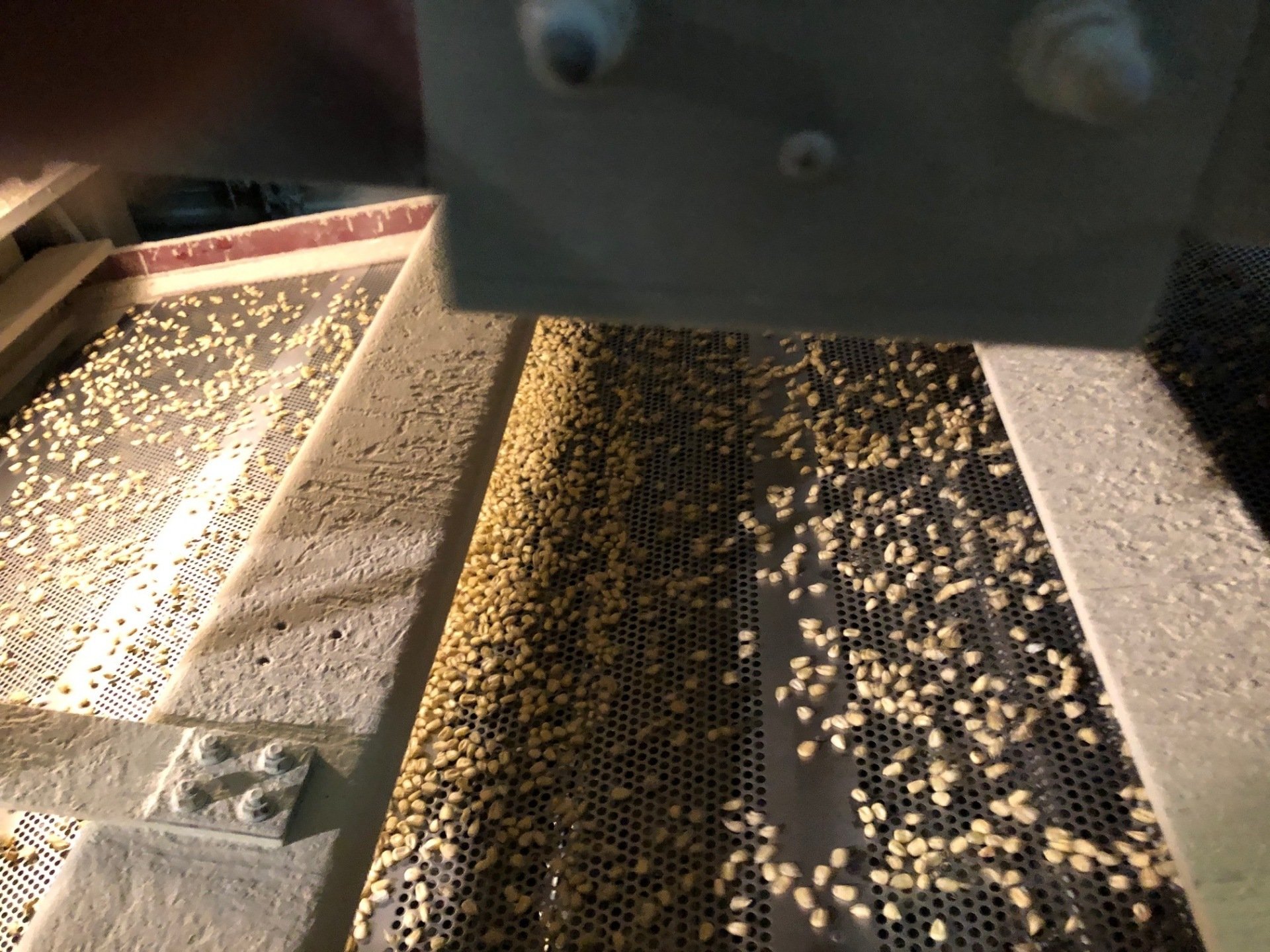 White & Yellow Food Corn LaCoste, TX R.J. Mangold Grain Company Inc.