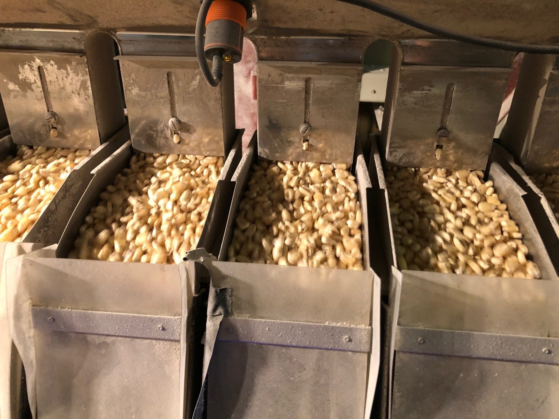 White & Yellow Food Corn LaCoste, TX R.J. Mangold Grain Company Inc.