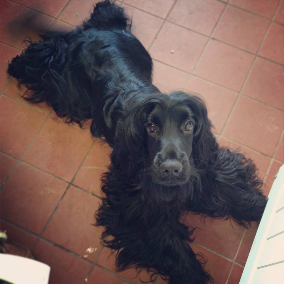Kennel The Grange Boarding Kennels & Cattery
