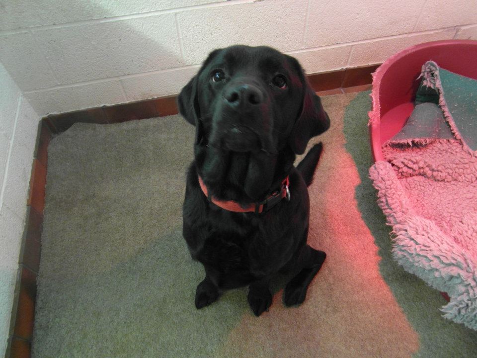 Kennel The Grange Boarding Kennels & Cattery