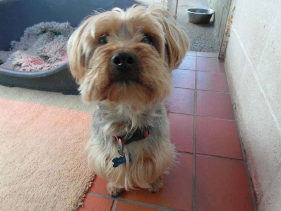 Kennel The Grange Boarding Kennels & Cattery