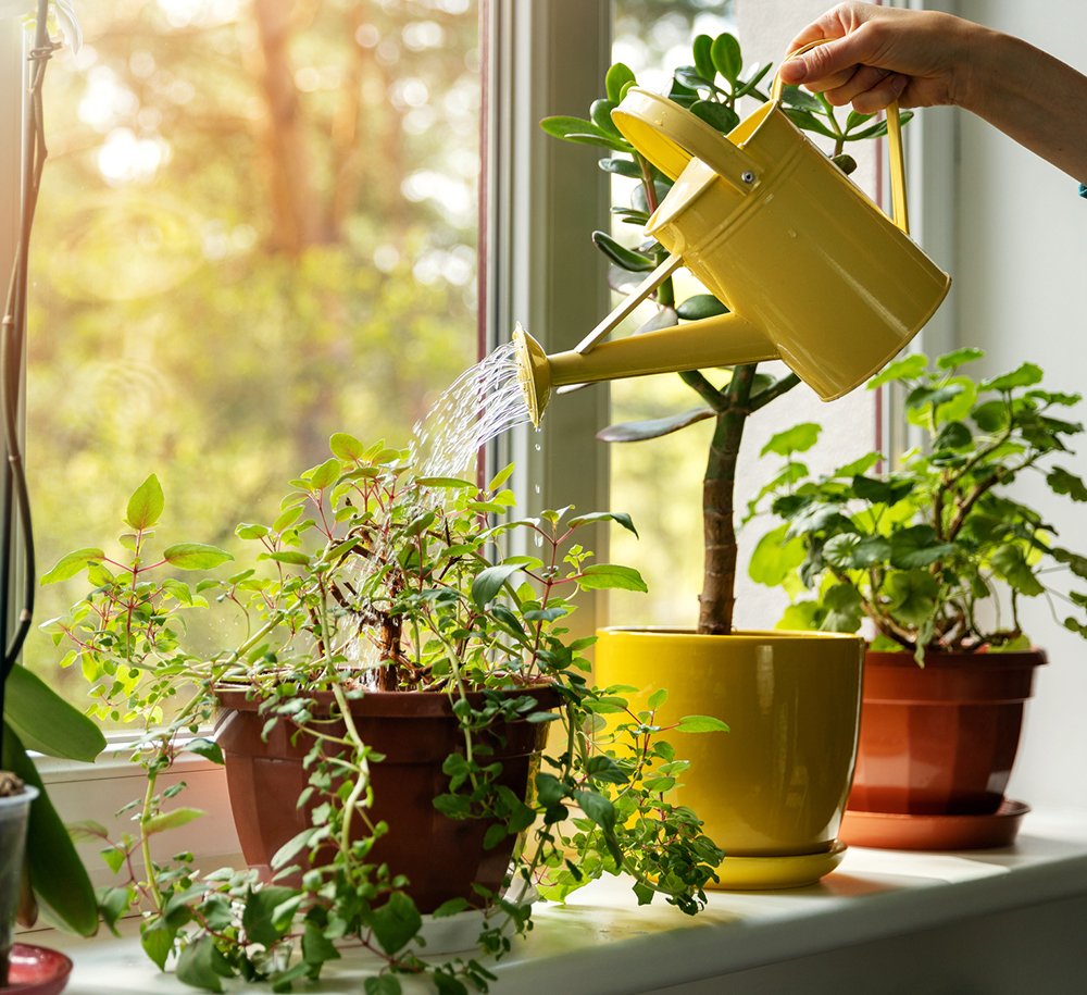 meow & Howl Pet sitting