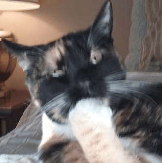 meow & Howl Pet sitting