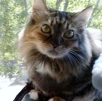 meow & Howl Pet sitting