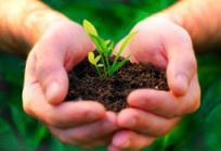 paul plants hand with sand and plant shoot