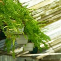 paul plants locally grown decorative tree