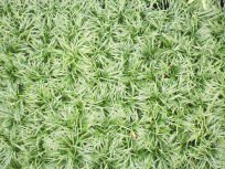 paul plants locally grown decorative grasses