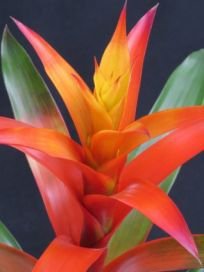 paul plants beautiful locally grown foliage