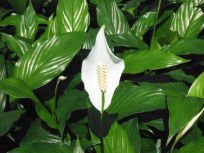 paul plants beautiful locally grown peace lilly
