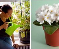 paul plants watering plants and flower pot 