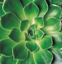 paul plants rosette plant