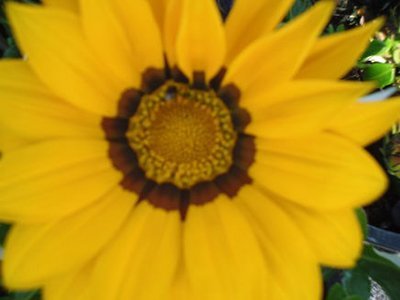 paul plants yellow gazanias