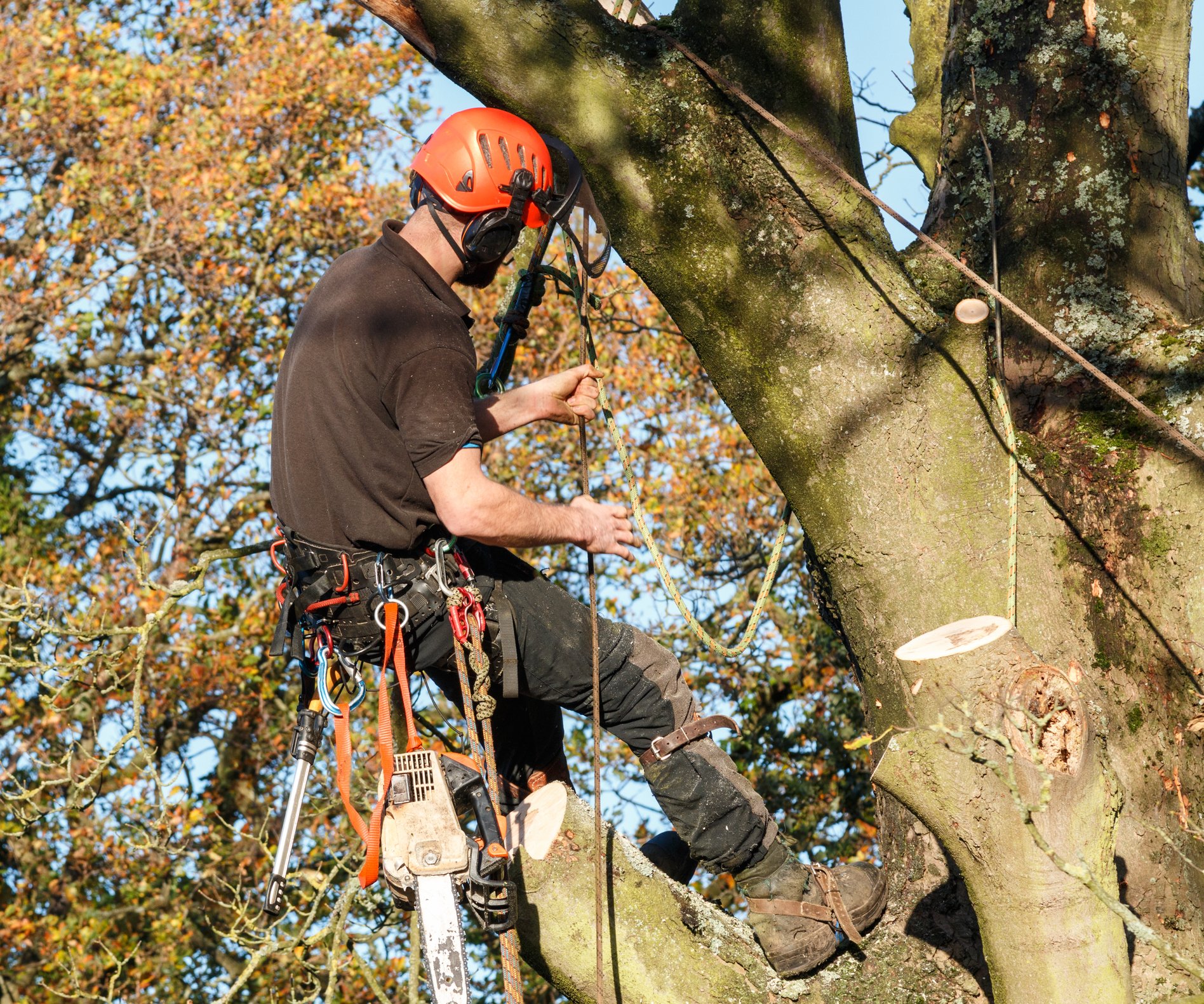 ISA Certified Arborists Brownsburg, IN Trees R Us