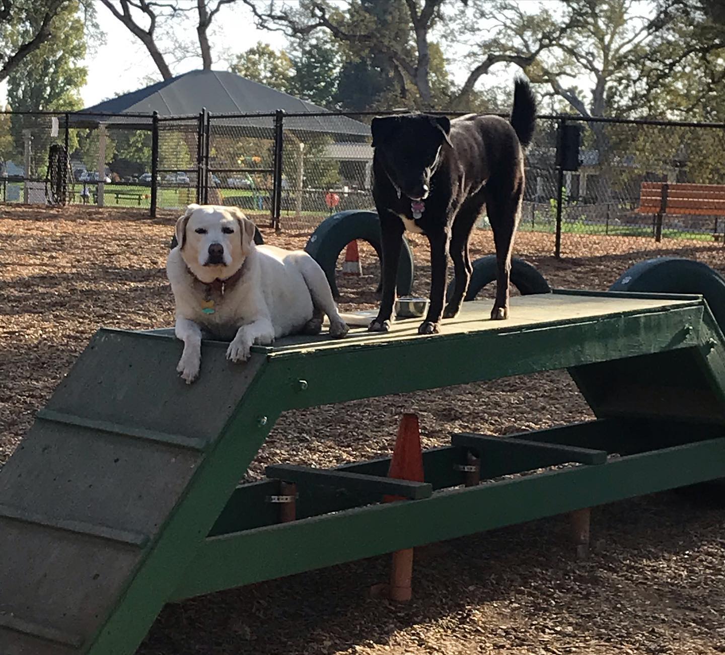 RRUFF Dog Park in Rocklin and Healing Heroes Nonprofit