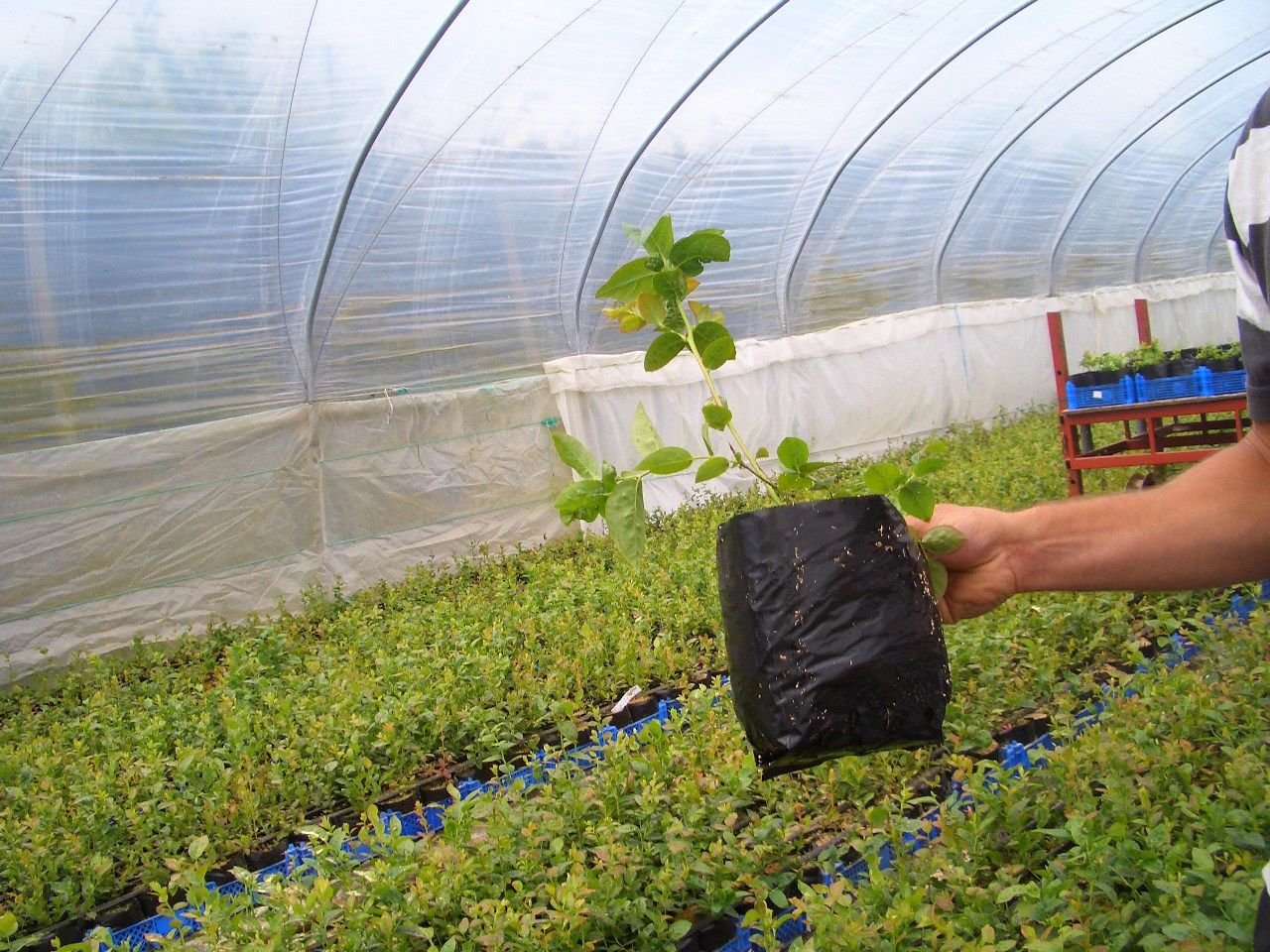 Polythene plant pots made from recycled polythene by Hadopots